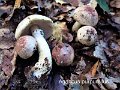 Agaricus purpurellus-amf126